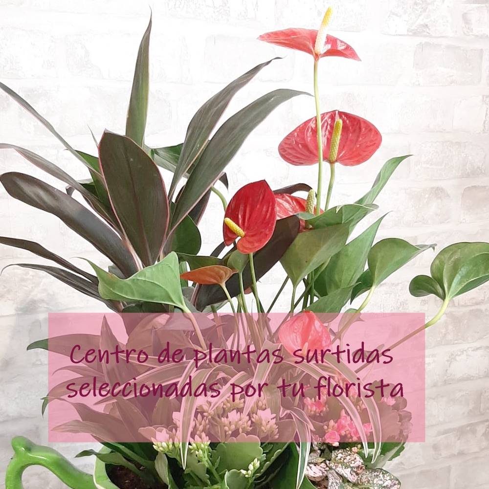 Centro de plantas del florista