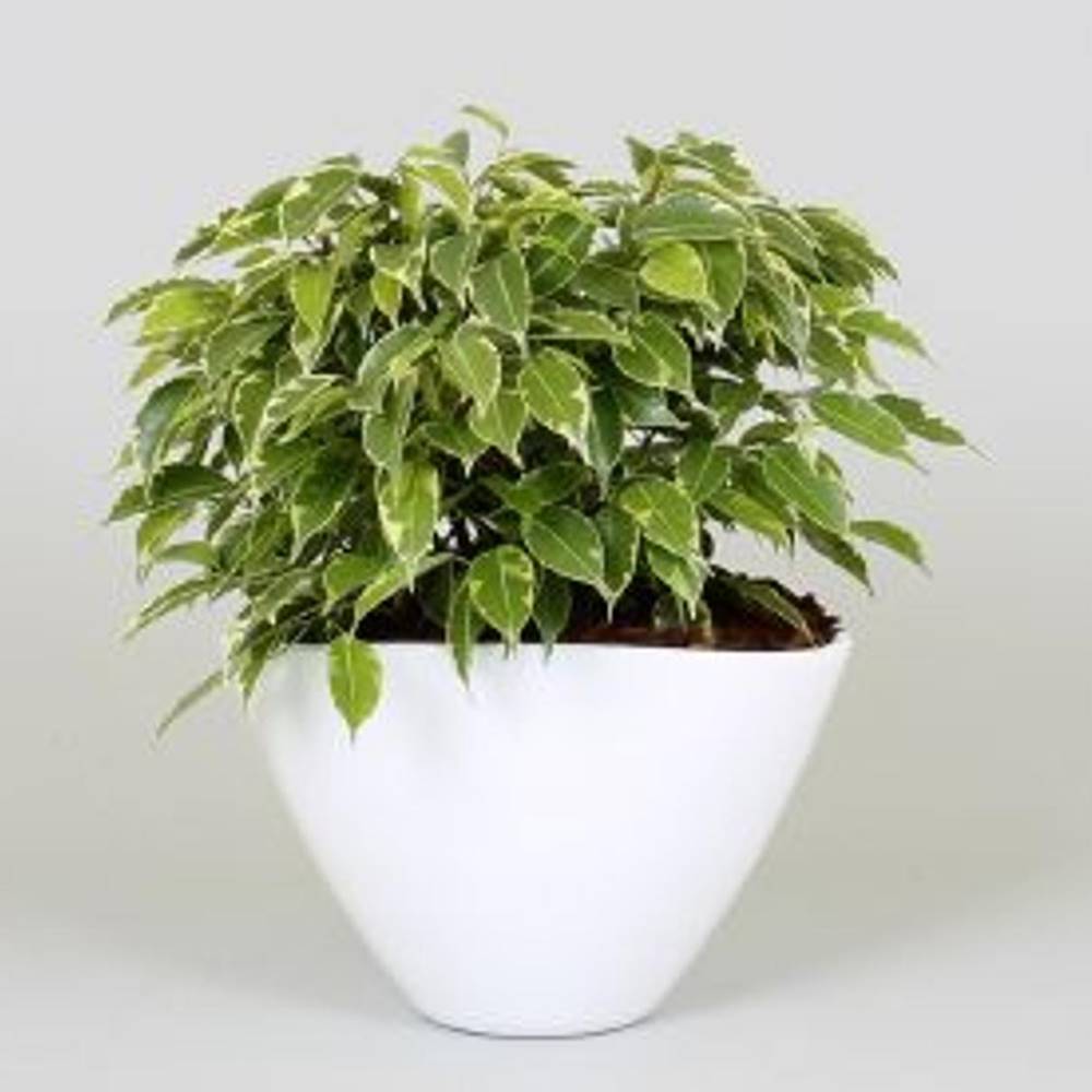 Ficus Kinky en cerámica blanca