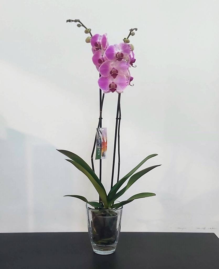 Orquídea morada