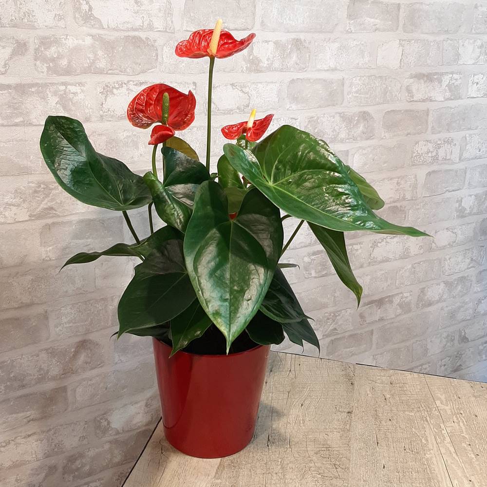 Anthurium