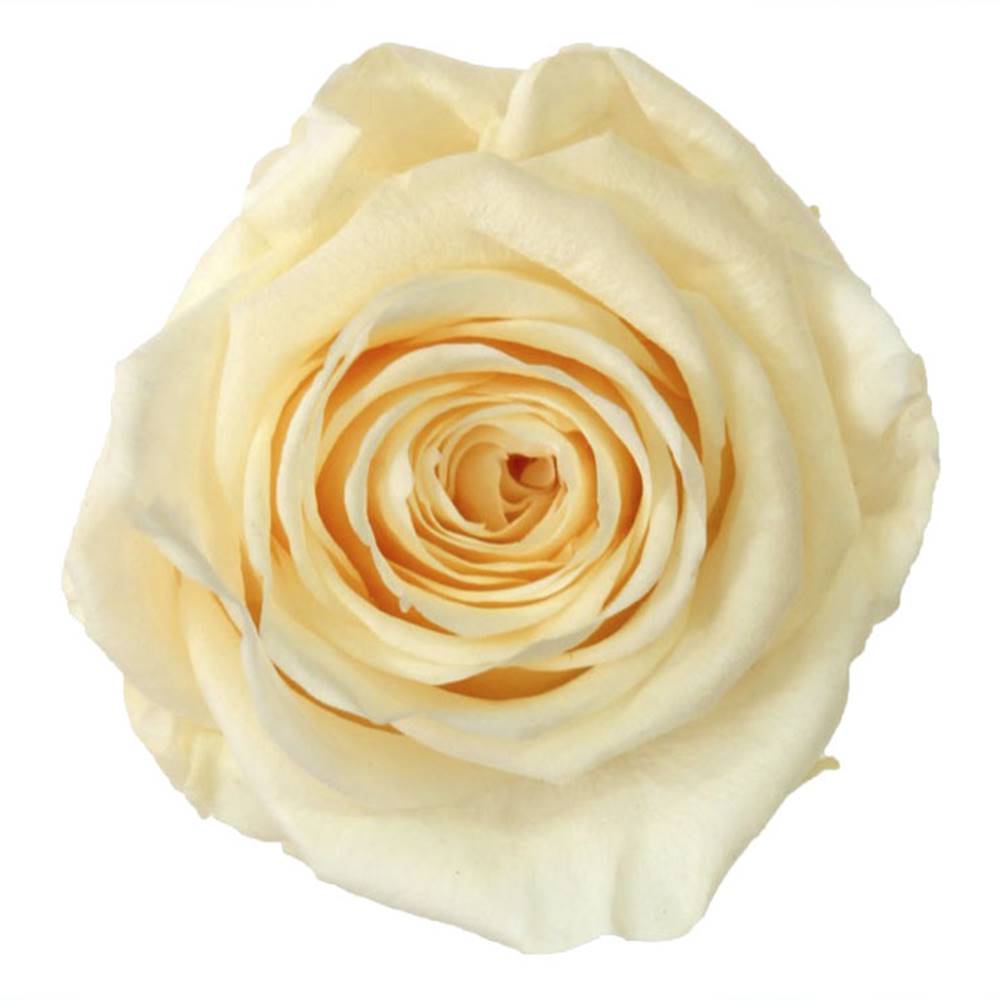 Rosa eterna - Imagen 4