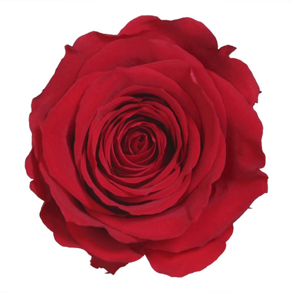 Rosa eterna - Imagen 3