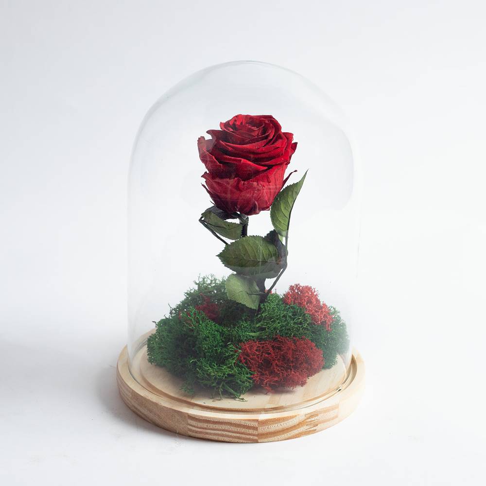 Rosa preservada en cúpula de cristal