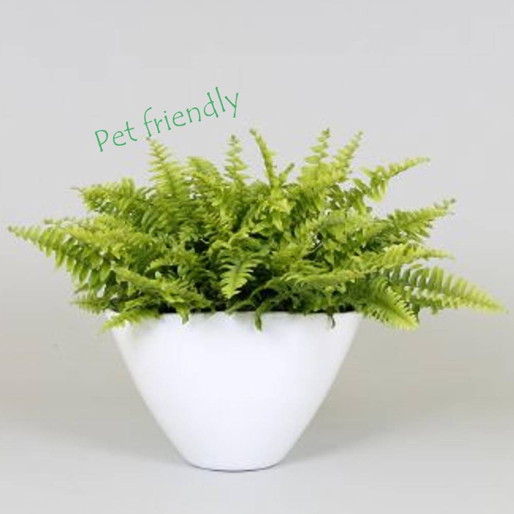 Helecho Boston en cerámica blanca