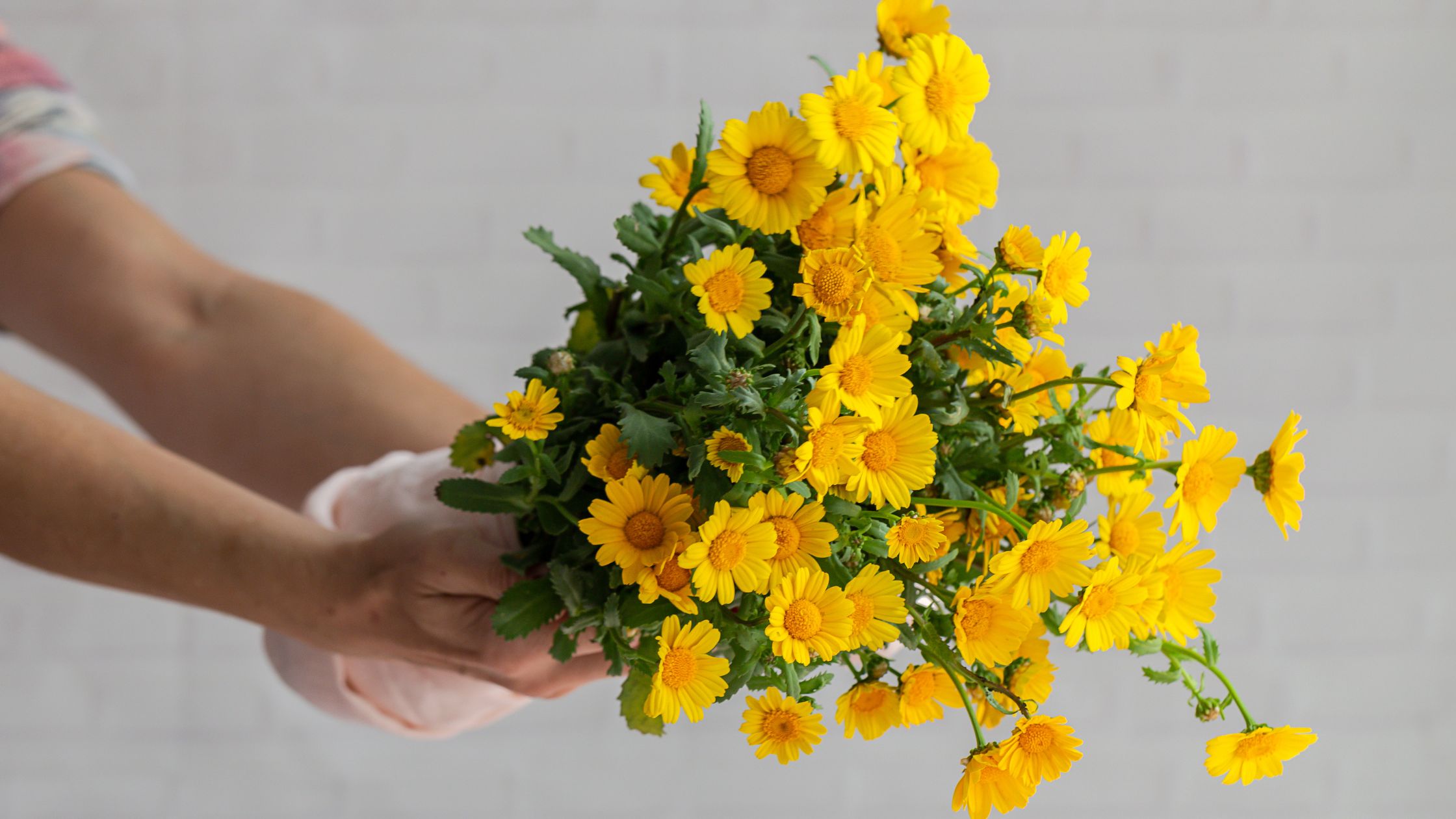 comprar flores amarillas