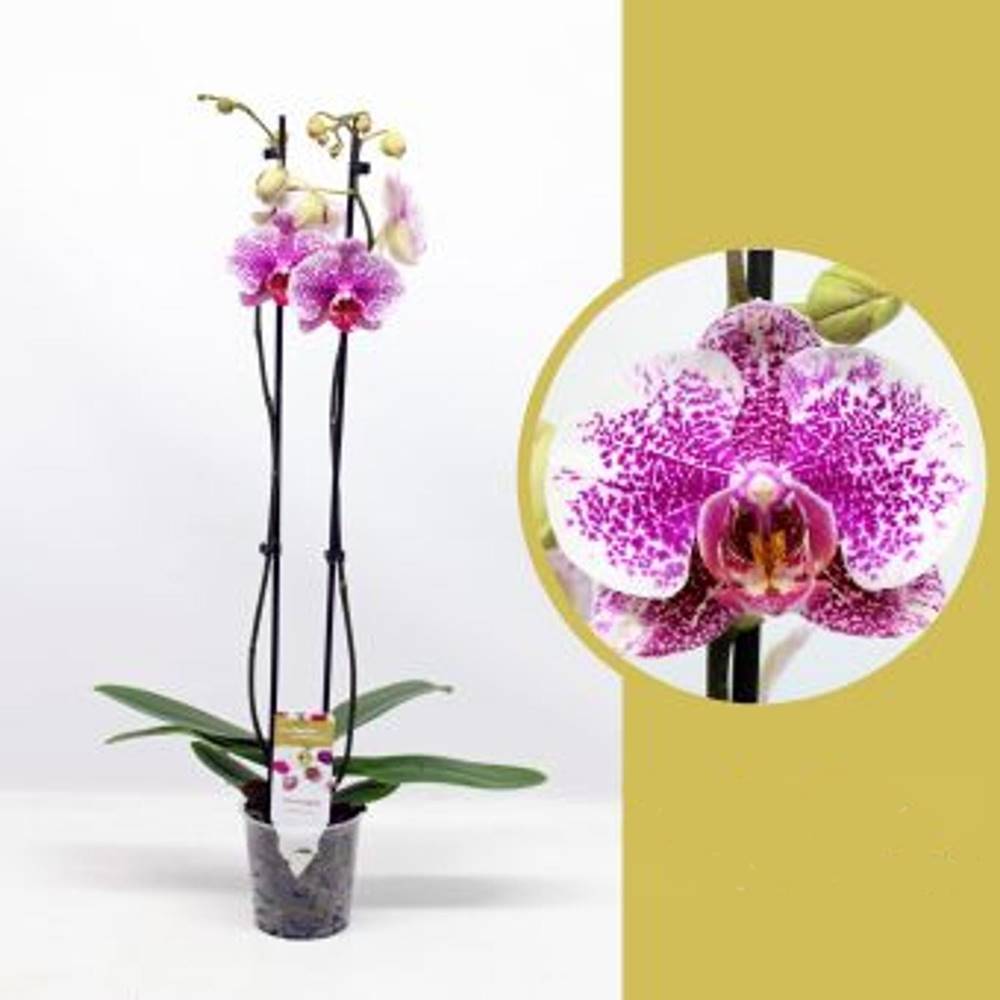 Orquídea Golden Leopard