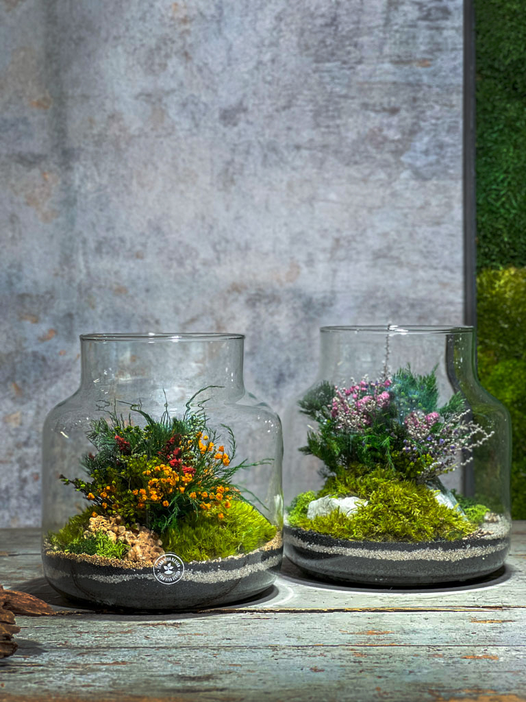 Terrario Evergreen Gigi