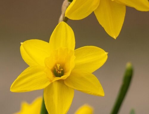 ¿Por qué se llaman narcisos los narcisos?