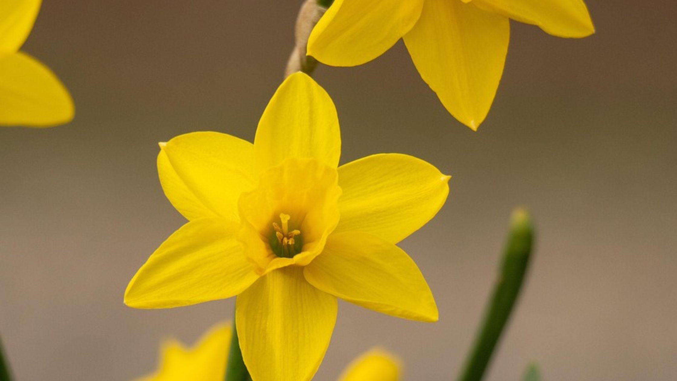 por qué se llaman narcisos