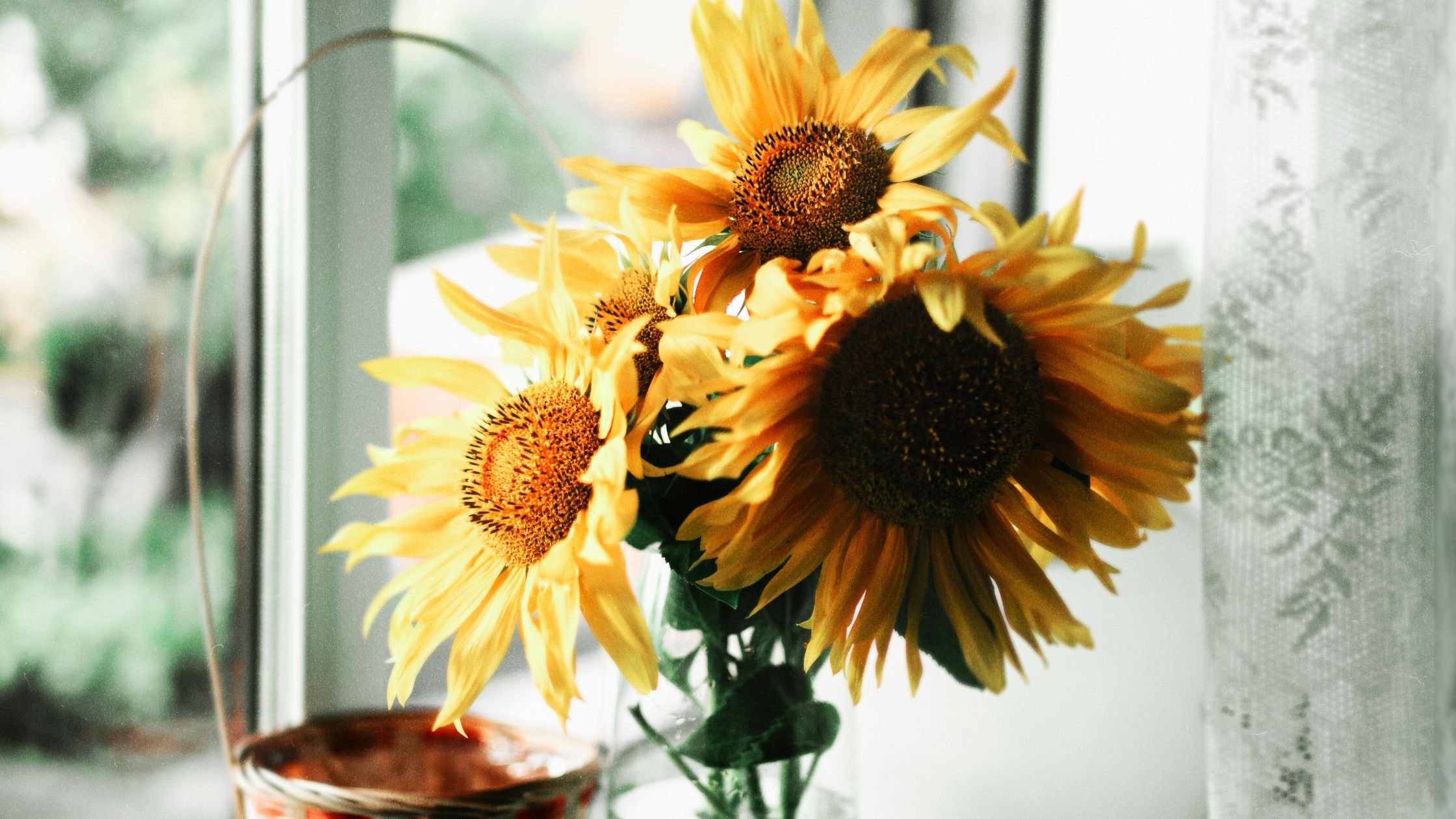 flores para regalar en verano