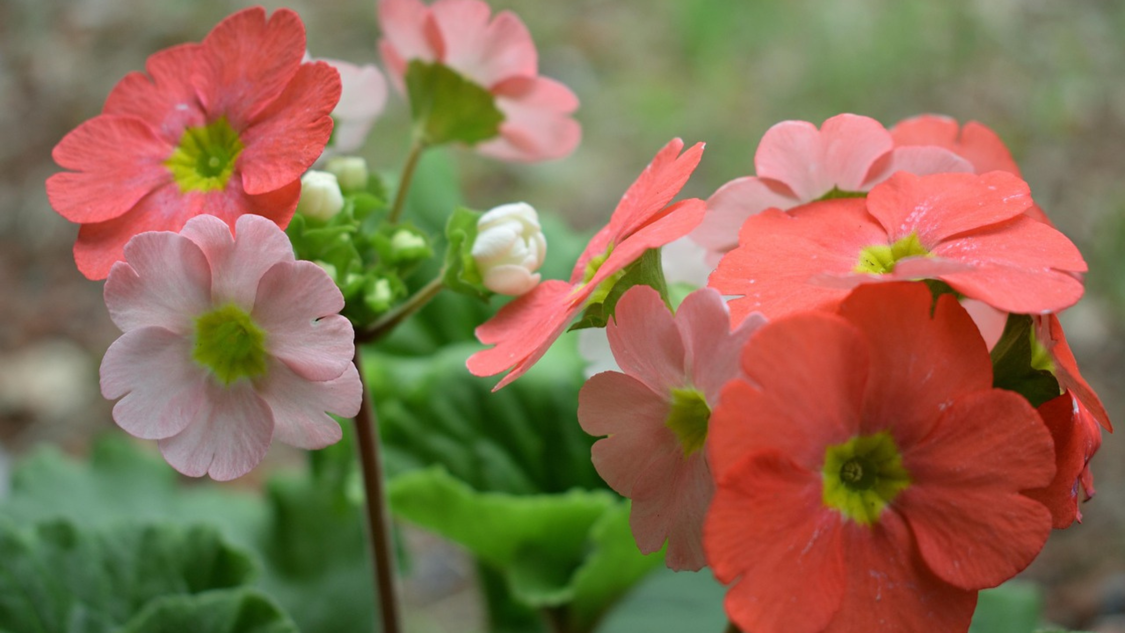 flores con significado